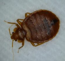 Adult Bed Bug