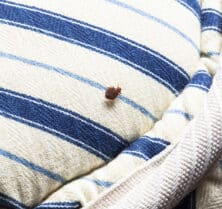 Bed Bug In The Seam Of Mattress