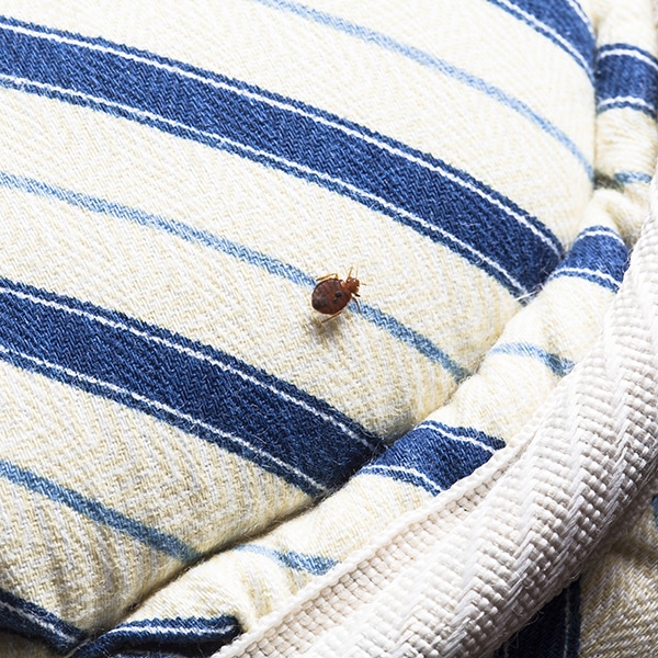 Bed Bug In The Seam Of Mattress