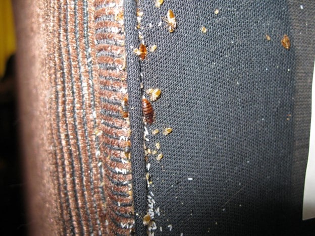 Bedbugs are in your clothes