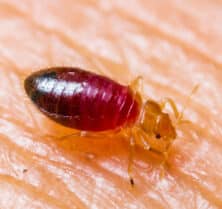 Bed Bug Nymph Feeding