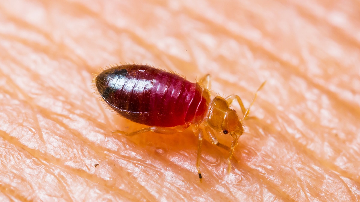 Bed Bug Nymph Feeding