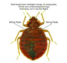 Can Bed Bugs Fly