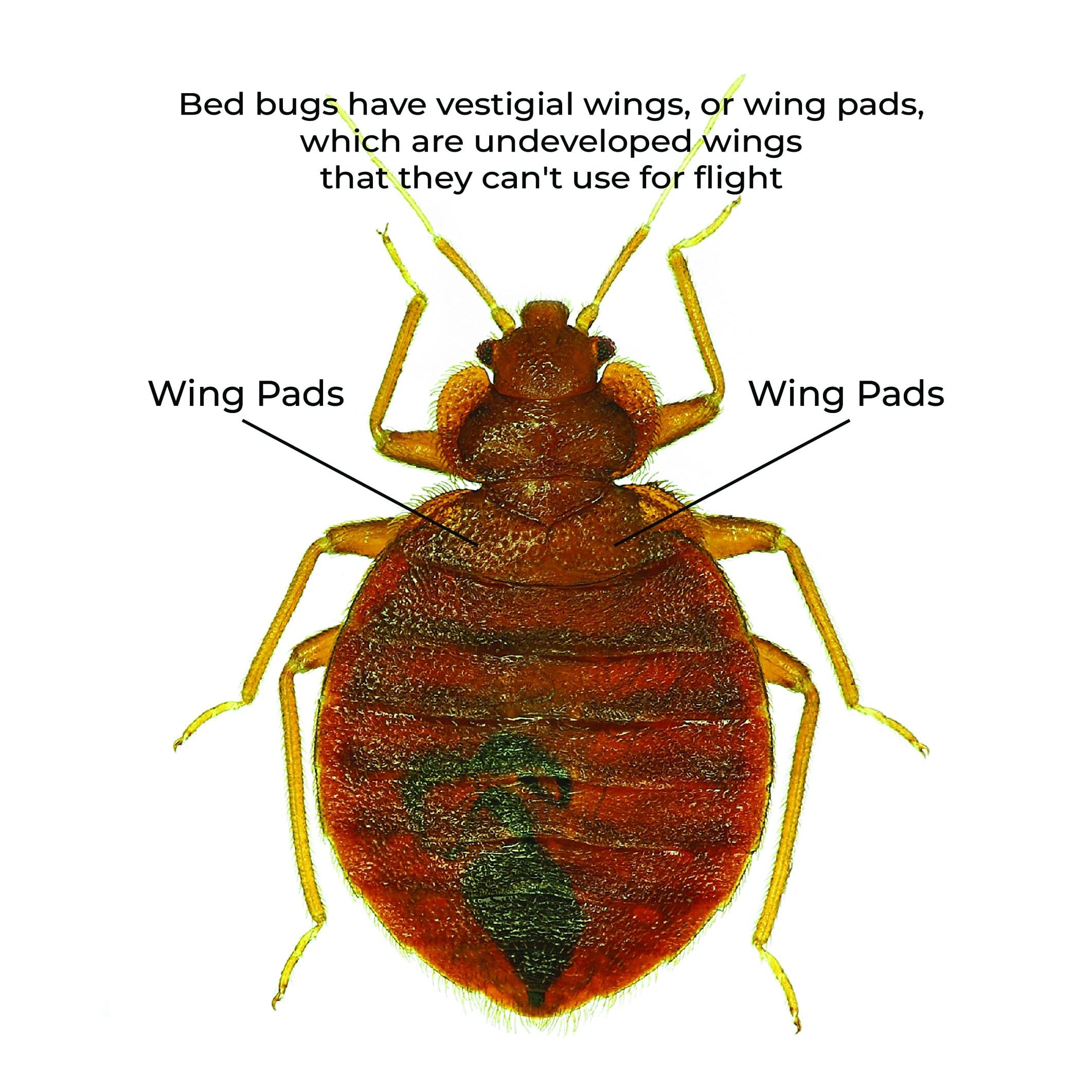 Can Bed Bugs Fly