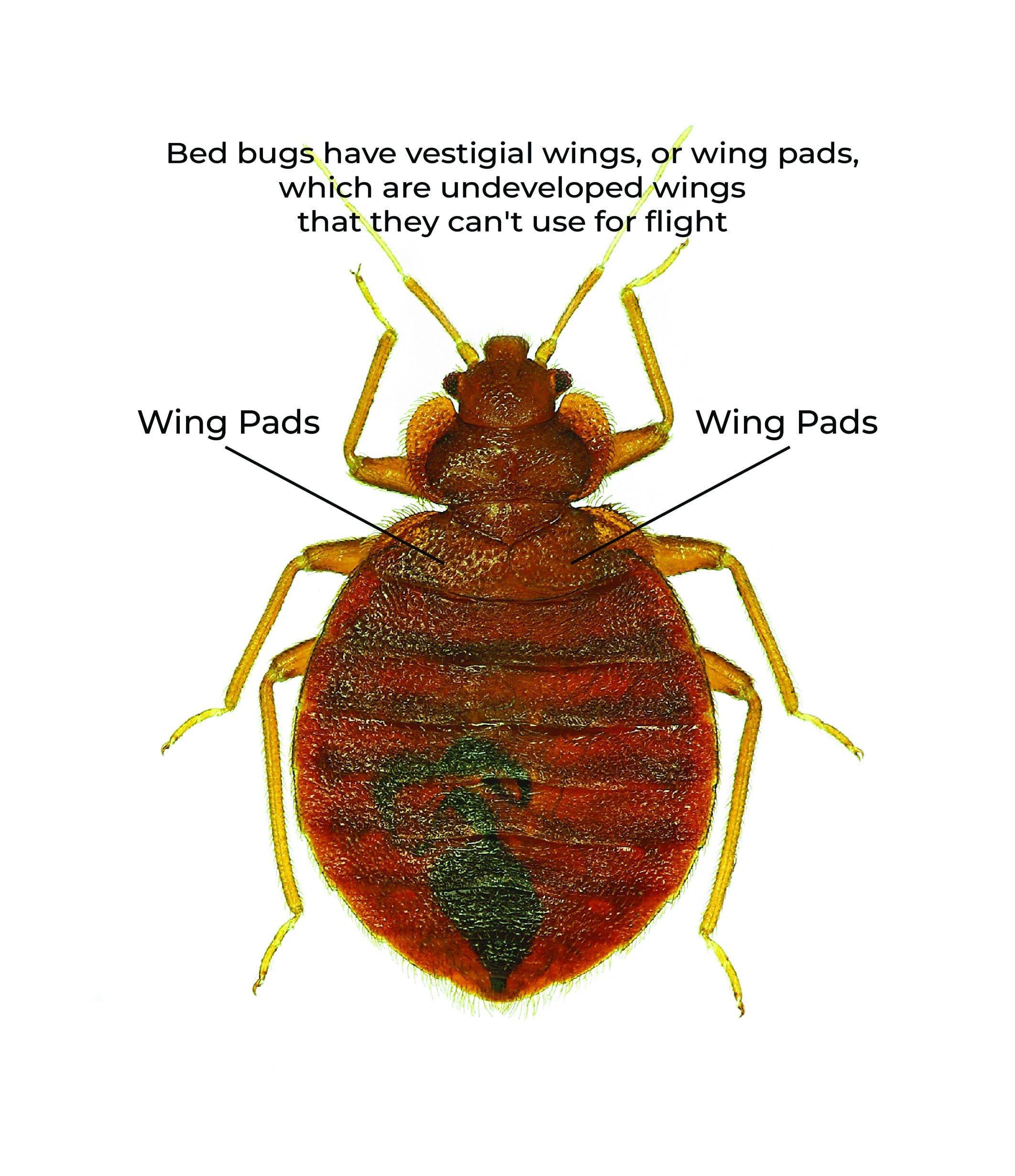 Can Bed Bugs Fly