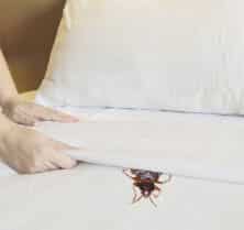 Do Bed Bugs Prefer Dirty Beds