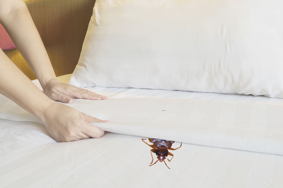 Do Bed Bugs Prefer Dirty Beds