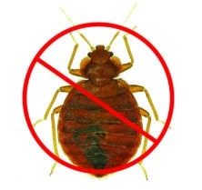 How To Stop Bed Bugs