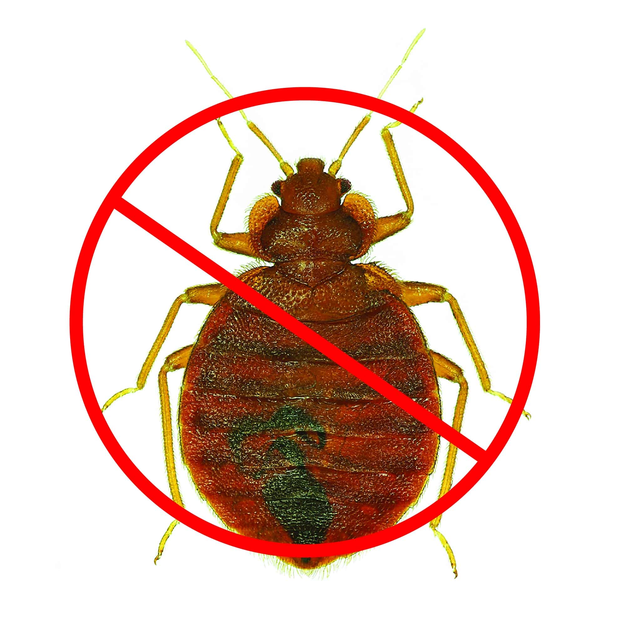 How To Stop Bed Bugs