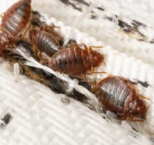 Bed bugs on mattress Australia?