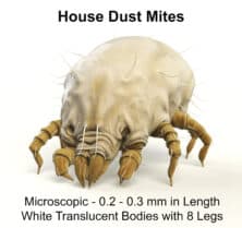 Is It Normal to Be Allergic to Dust Mites