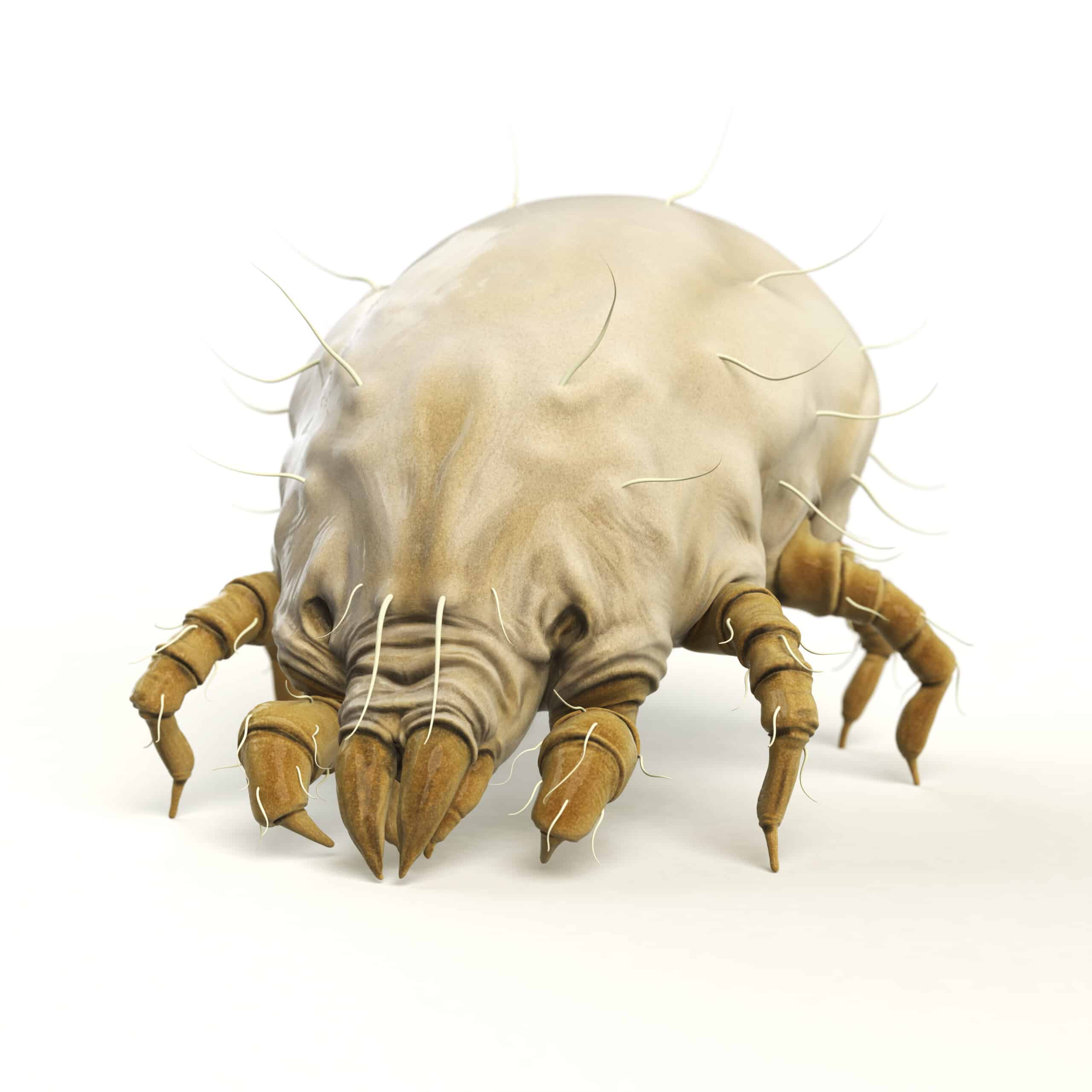 When Are Dust Mites Most Active