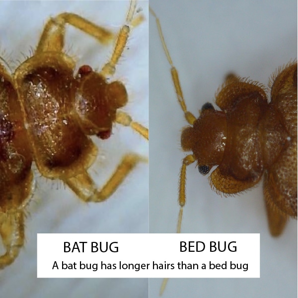 bat bug vs bed bug