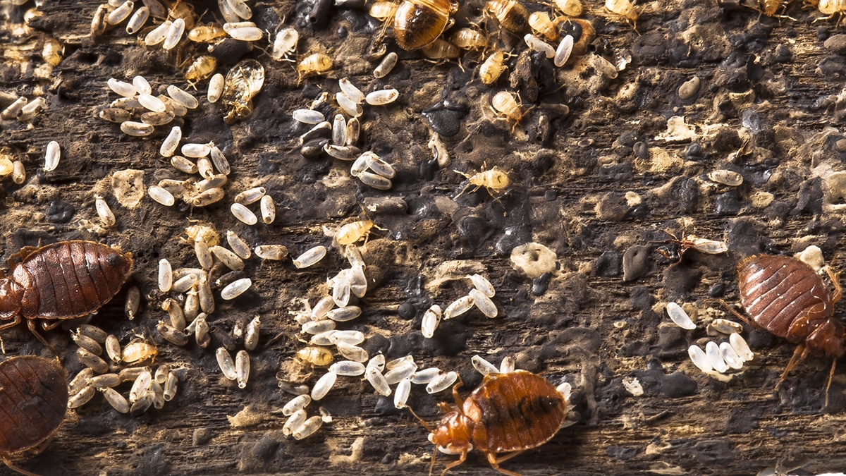 bed bug eggs