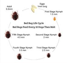 Bed Bug Information