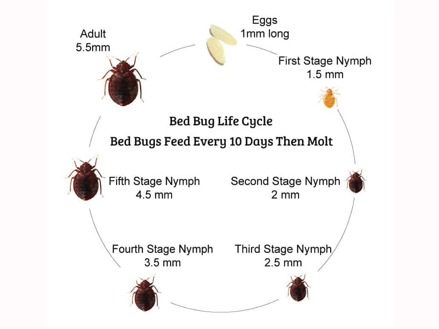 Bed Bug Information