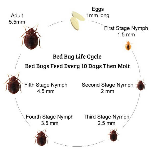 Bed Bugs Get Rid Of Your Bed Bugs Instantly And Long Term