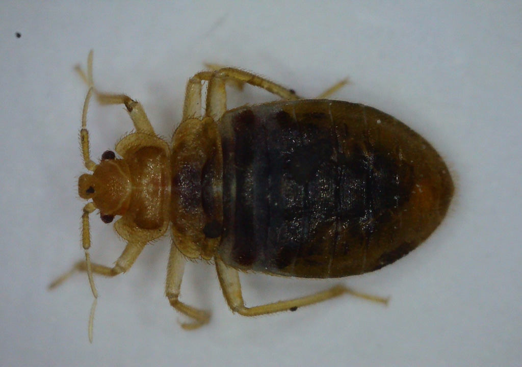 Bed Bug Nymph