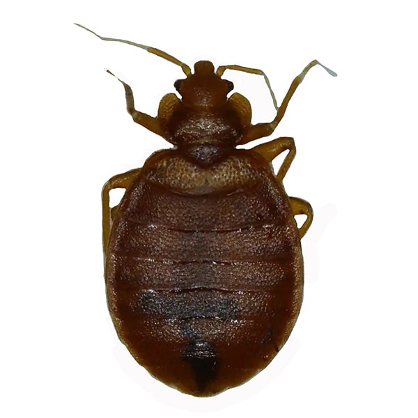 Adult Bed Bug