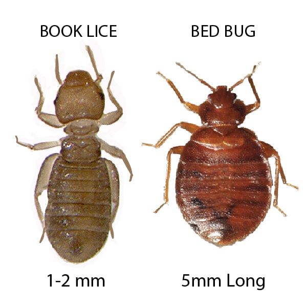 bed bug vs book lice