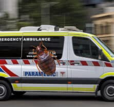 bed bugs in ambulances