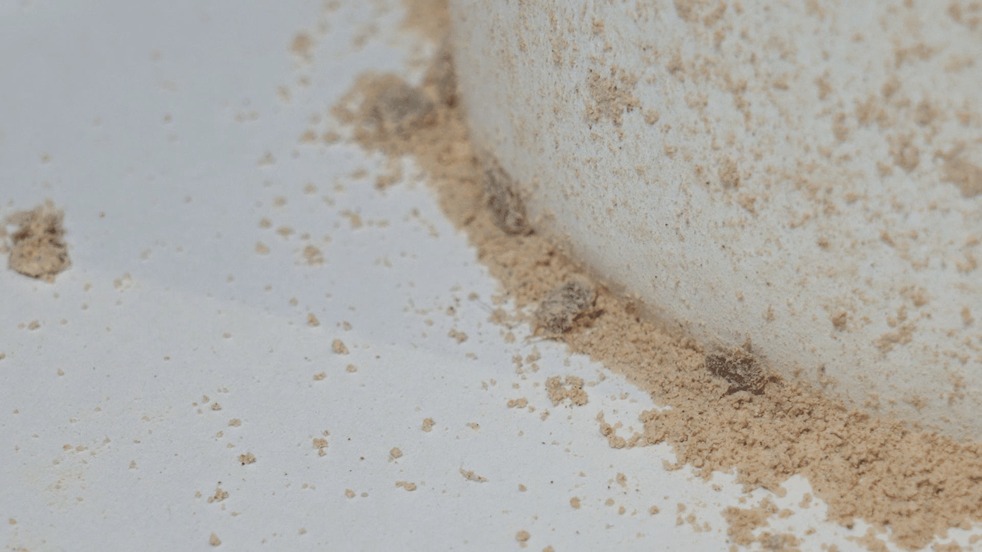 bed bugs in diatomaceous Earth