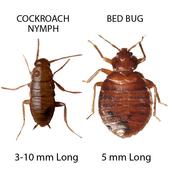 cockroach vs bed bug