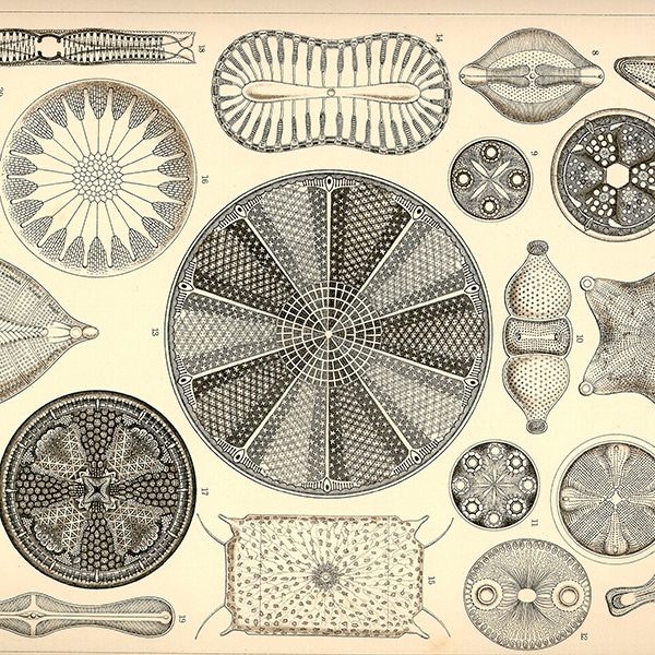 Diatomaceous Earth Shapes