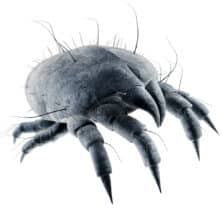 Dust Mite Close Up