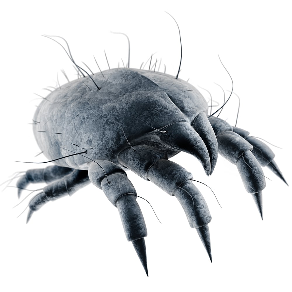 Dust Mite Close Up