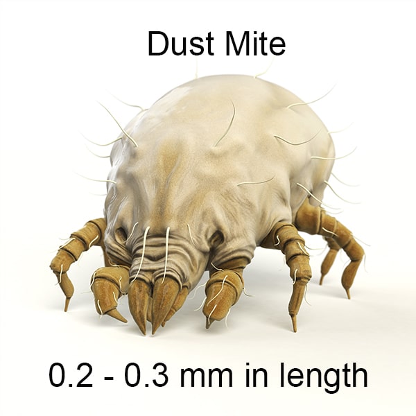 dust mites and allergies