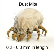 house dust mite