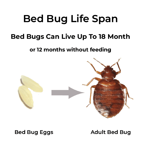 Bed Bug Life Span