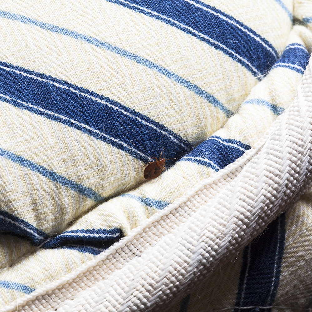 how to avoid bed bugs when travelling