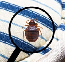 bed bug identification