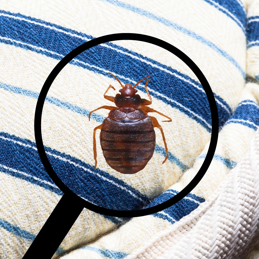 bed bug identification