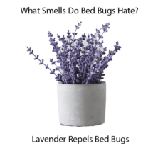 what smells do bed bugs hate