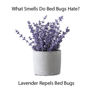 what smells do bed bugs hate