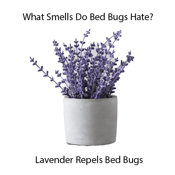 what smells do bed bugs hate