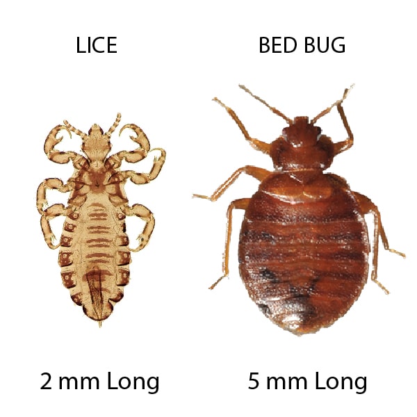 bugs that look like bed bugs lice vs bed bug