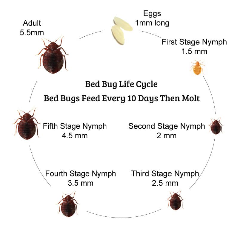 bed bugs life cycle