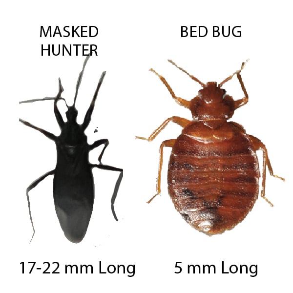 Masked Hunter vs Bed Bug