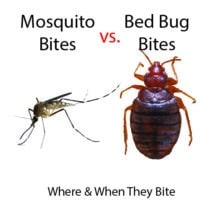 mosquito bites vs bed bug bites