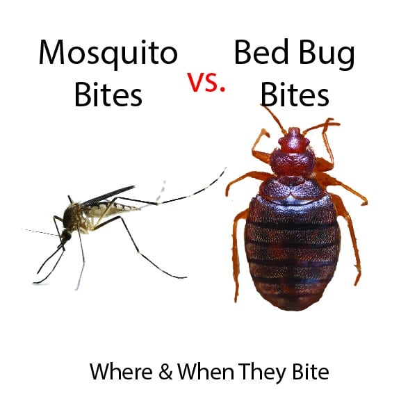 mosquito bites vs bed bug bites