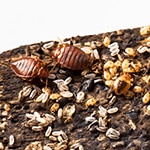 Nest Of Eggs, Nymphs & Adult Bed Bugs
