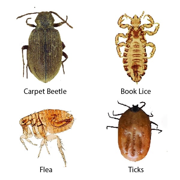 not bed bugs