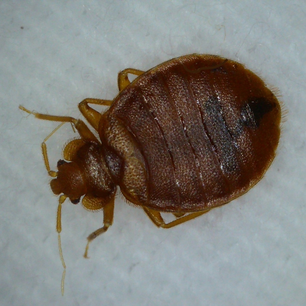 sign of bed bugs