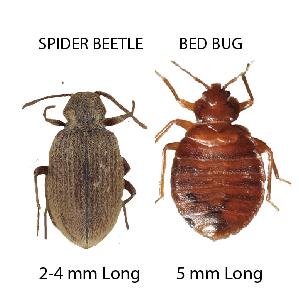 Spider Beetle vs Bed Bug