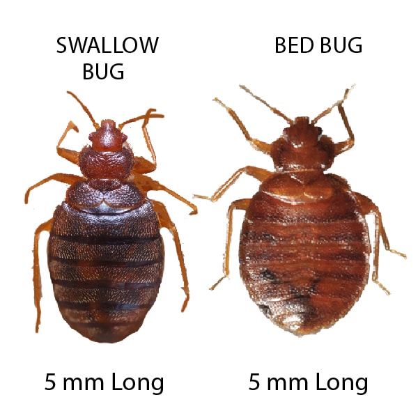 swallow bug vs bed bug