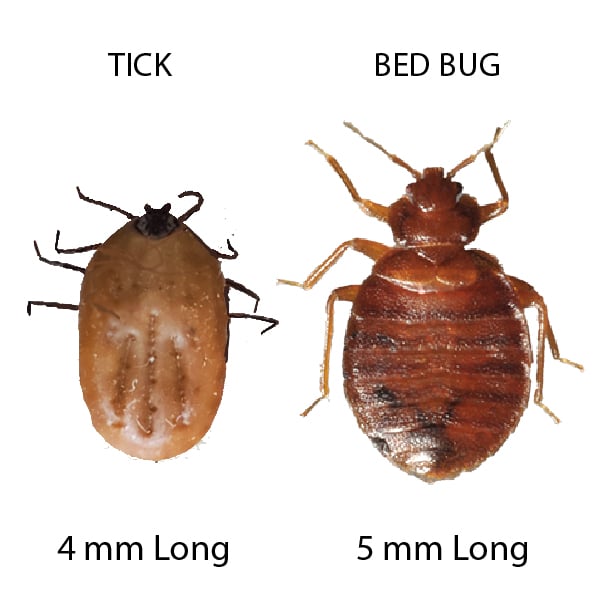 tick vs bed bug